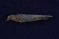 藏品(藍磯鶇)的圖片